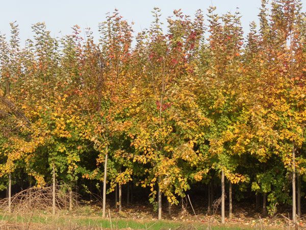 美國紅楓秋火焰