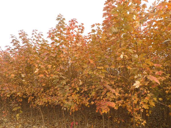 美國紅楓秋火焰