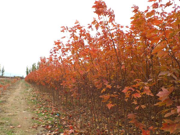 美國紅楓秋火焰