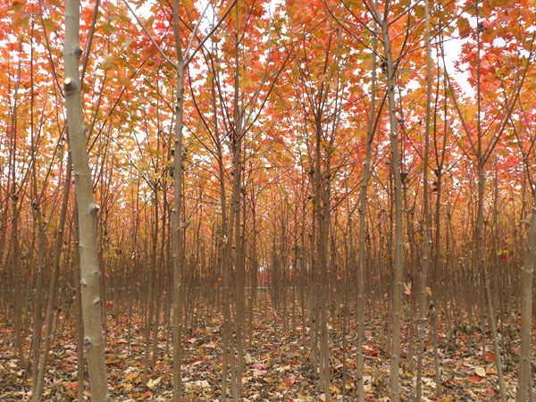 美國紅楓秋火焰