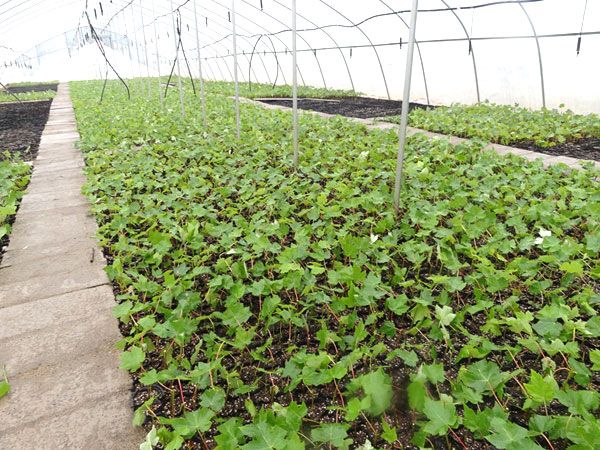 紅點紅楓扦插過程