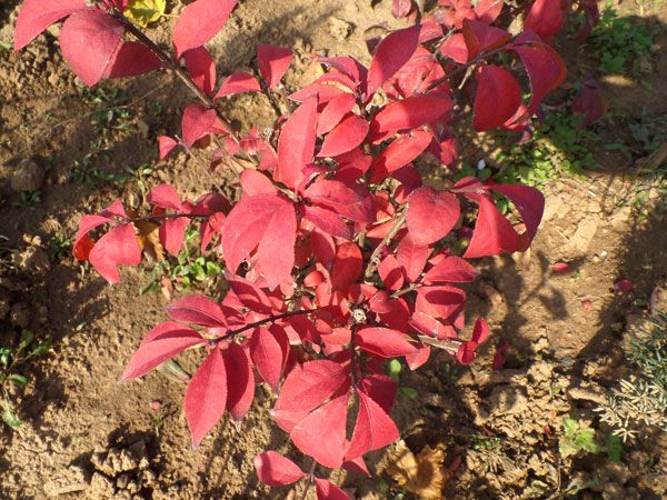 金楓綠化-樹籬:火焰衛(wèi)矛